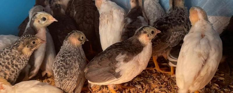 养芦丁鸡的温度要求，温度控制在25-32℃