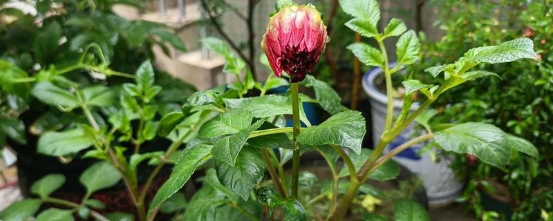 大丽花的养殖方法，高温天气每周浇一次水