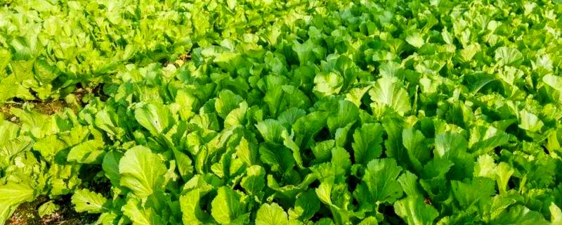 芥菜什么时候种植，间苗后要追施粪肥水