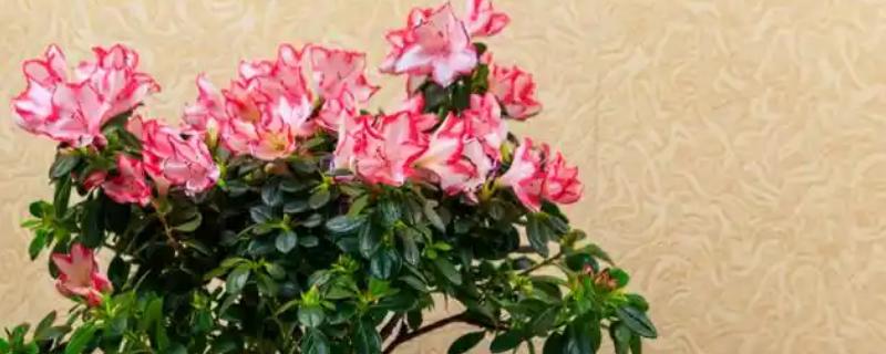 过年能不能在家里养杜鹃花,深红色的杜鹃花代表喜庆