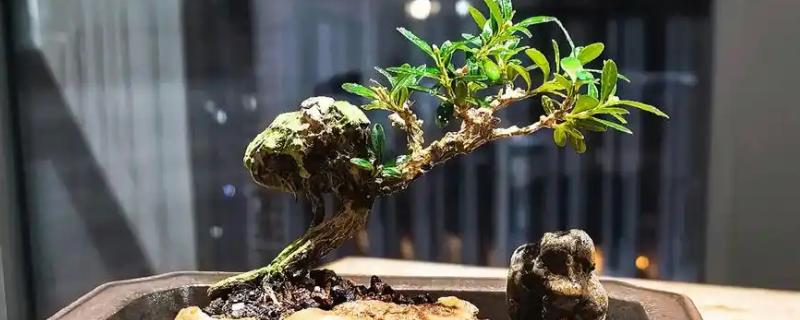 雀舌黄杨盆景的养殖方法，确保每天有五个小时的光照