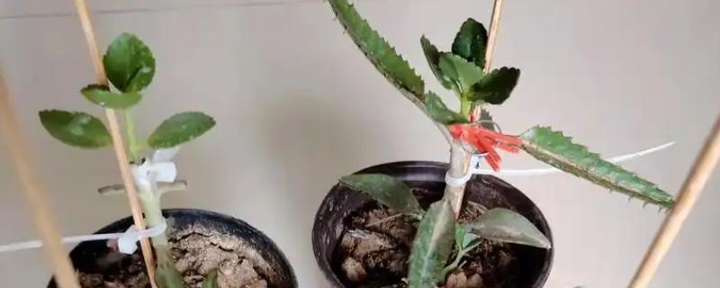 长寿花的嫁接方法，砧木优先选择玉树或不死鸟