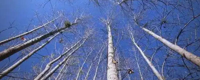 白杨树的简介,喜光不耐荫