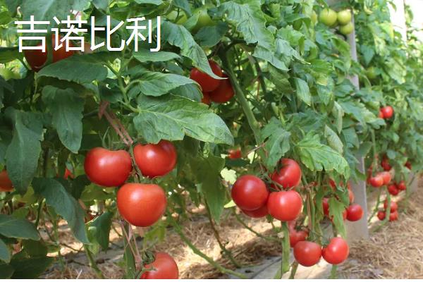 耐储运的番茄品种,推荐吉诺比利、千禧等
