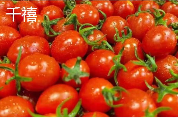 耐储运的番茄品种,推荐吉诺比利、千禧等