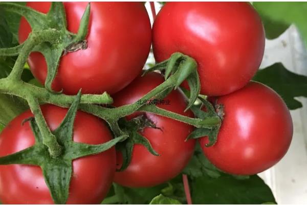 耐储运的番茄品种,推荐吉诺比利、千禧等