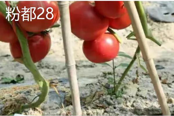 耐储运的番茄品种,推荐吉诺比利、千禧等