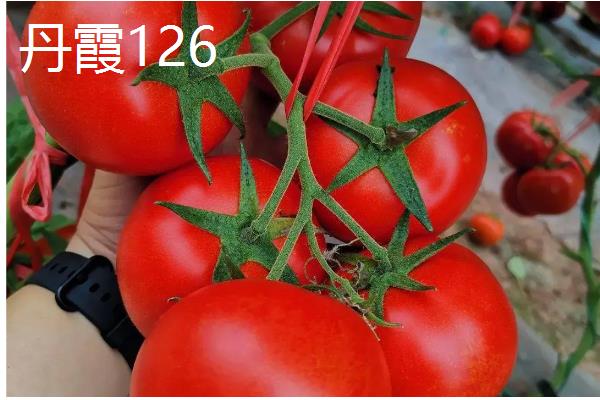 耐储运的番茄品种,推荐吉诺比利、千禧等