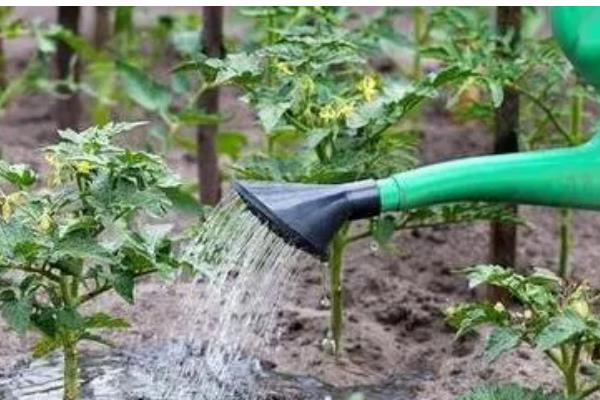 耐储运的番茄品种,推荐吉诺比利、千禧等