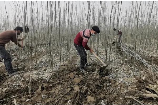 杨树适合什么时候种，在春季和秋末冬初种植