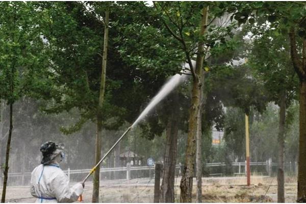 杨树适合什么时候种，在春季和秋末冬初种植