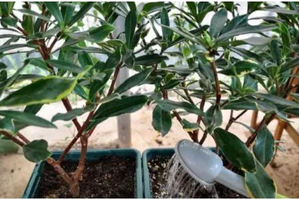 瑞香的养殖方法，生长期每隔半个月追肥一次