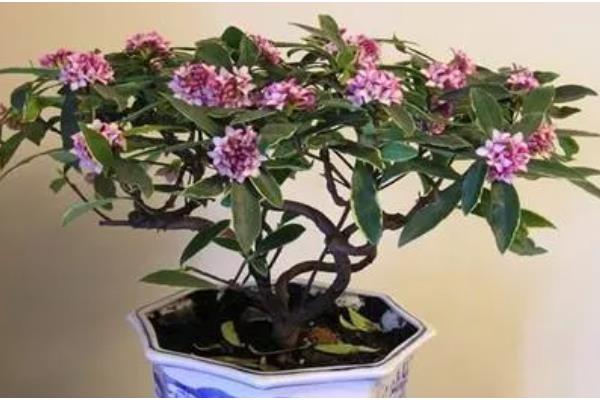 瑞香的养殖方法，生长期每隔半个月追肥一次