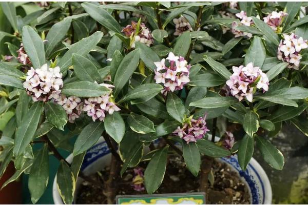 瑞香的养殖方法，生长期每隔半个月追肥一次