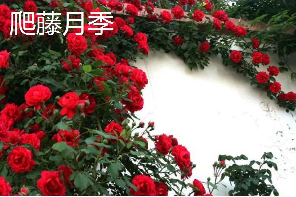 会爬的植物有哪些品种，有爬藤月季、紫藤花等