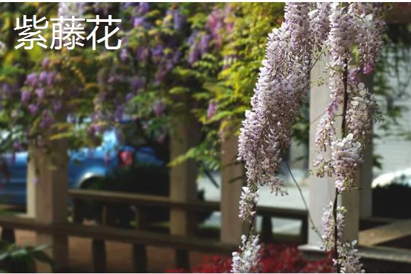 会爬的植物有哪些品种，有爬藤月季、紫藤花等