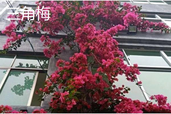 会爬的植物有哪些品种，有爬藤月季、紫藤花等