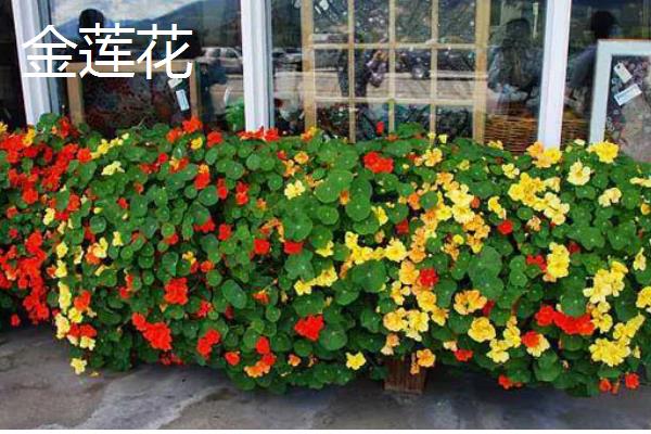 会爬的植物有哪些品种，有爬藤月季、紫藤花等