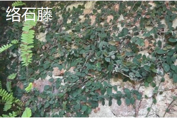 会爬的植物有哪些品种，有爬藤月季、紫藤花等