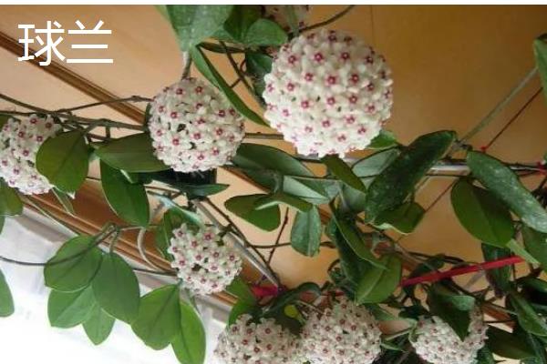 会爬的植物有哪些品种，有爬藤月季、紫藤花等