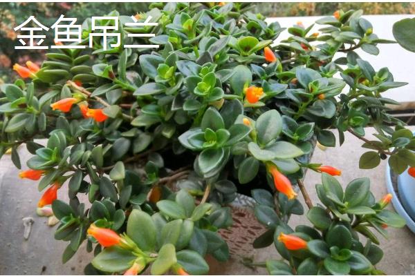 会爬的植物有哪些品种，有爬藤月季、紫藤花等