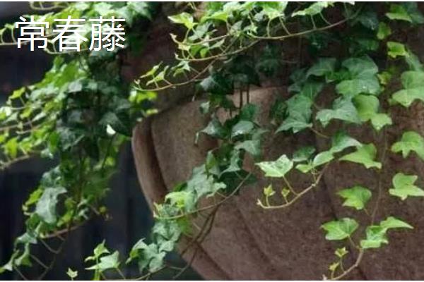 会爬的植物有哪些品种，有爬藤月季、紫藤花等