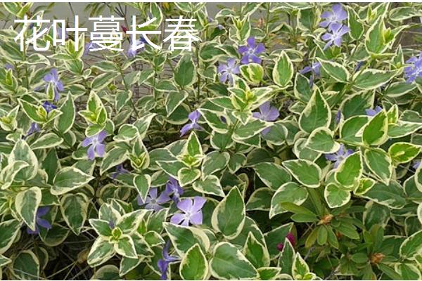 会爬的植物有哪些品种，有爬藤月季、紫藤花等