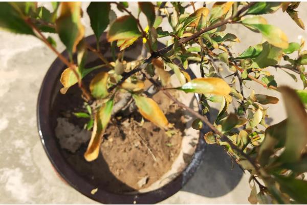 海棠叶子发黄干枯的原因，可能是缺光、环境密闭、水分不足等因素造成