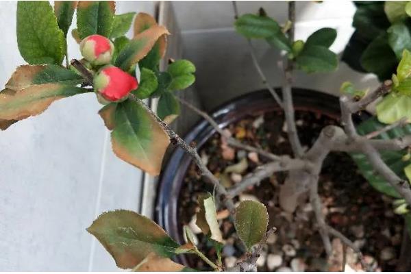 海棠叶子发黄干枯的原因，可能是缺光、环境密闭、水分不足等因素造成