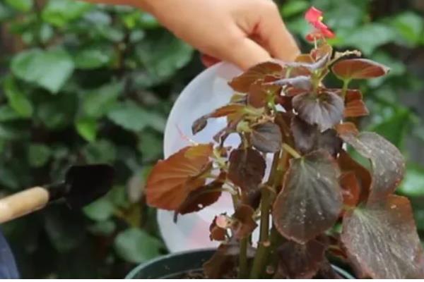 海棠叶子发黄干枯的原因，可能是缺光、环境密闭、水分不足等因素造成