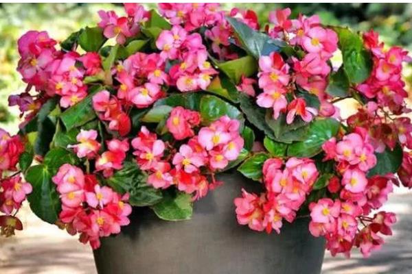 海棠叶子发黄干枯的原因，可能是缺光、环境密闭、水分不足等因素造成