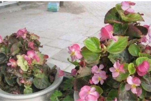 海棠叶子发黄干枯的原因，可能是缺光、环境密闭、水分不足等因素造成