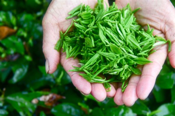 茶叶的种类，主要分为绿茶、白茶、黄茶等6个大类