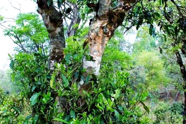 茶叶的种类，主要分为绿茶、白茶、黄茶等6个大类