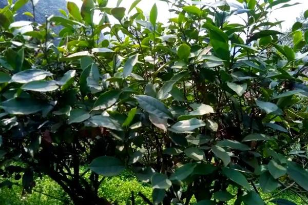 茶叶的种类，主要分为绿茶、白茶、黄茶等6个大类