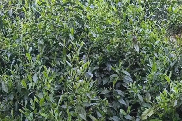 茶叶的种类，主要分为绿茶、白茶、黄茶等6个大类