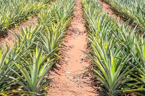 菠萝和凤梨是不是同一种水果，是同一种水果