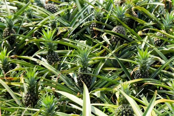 菠萝和凤梨是不是同一种水果，是同一种水果