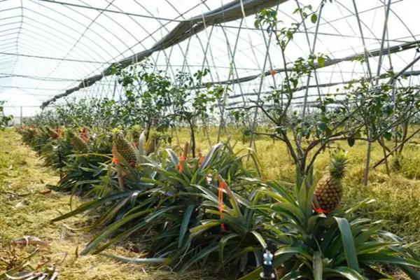 菠萝和凤梨是不是同一种水果，是同一种水果