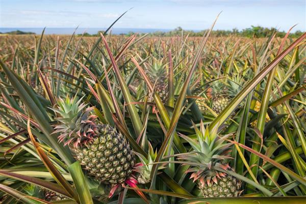 菠萝和凤梨是不是同一种水果，是同一种水果