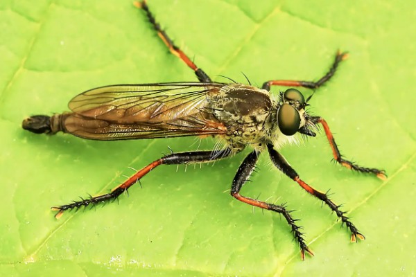 怎么防治蛴螬，药物灌根是常用方法