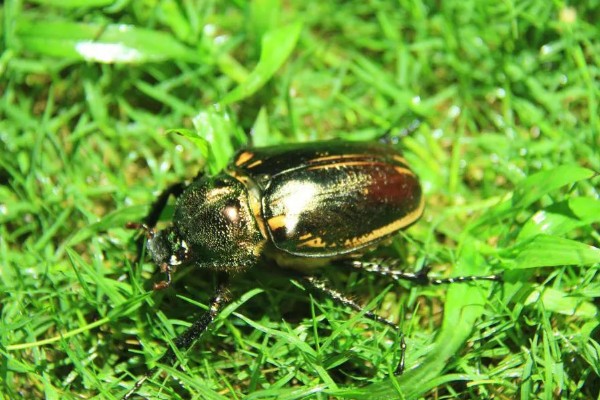 怎么防治蛴螬，药物灌根是常用方法