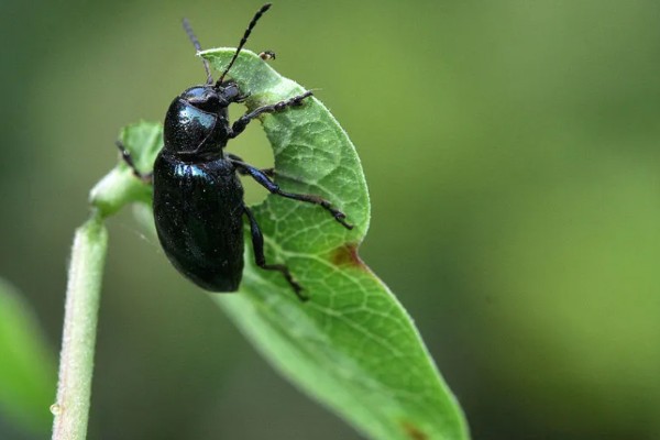 怎么防治蛴螬，药物灌根是常用方法