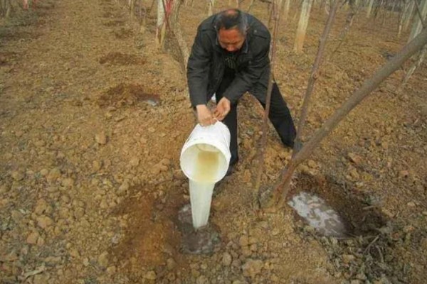 怎么防治蛴螬，药物灌根是常用方法