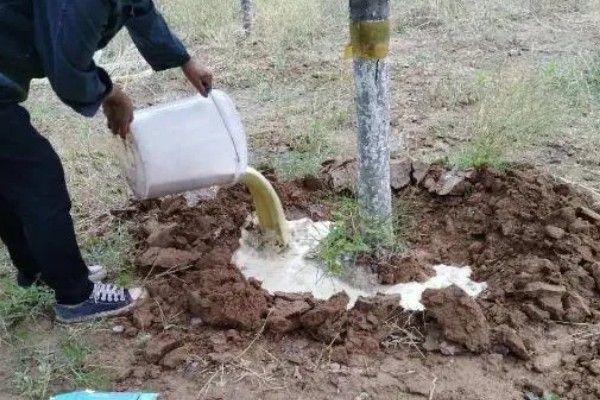 怎么防治蛴螬，药物灌根是常用方法