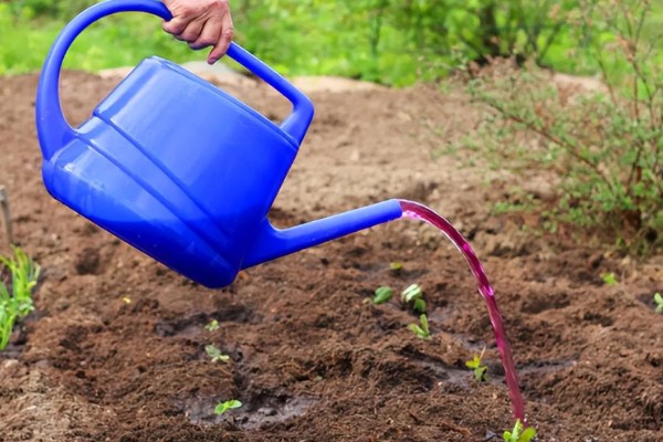 怎么防治蛴螬，药物灌根是常用方法