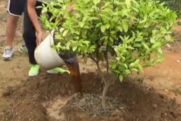 怎么防治蛴螬，药物灌根是常用方法