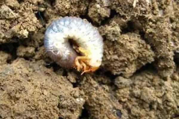 怎么防治蛴螬，药物灌根是常用方法