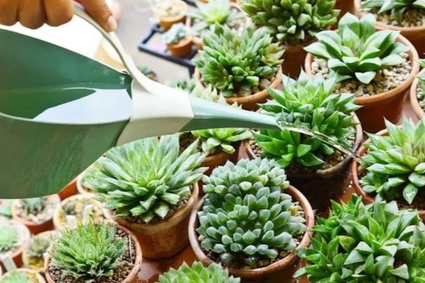 多肉烟煤病和晒伤有什么区别，前者叶片会产生黑色霉斑、后者会失水萎蔫