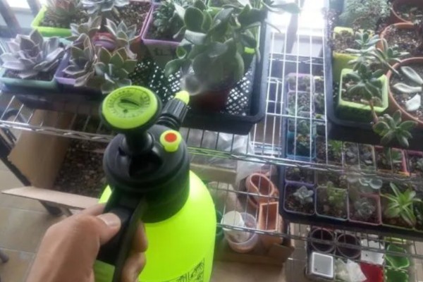 多肉烟煤病和晒伤有什么区别，前者叶片会产生黑色霉斑、后者会失水萎蔫